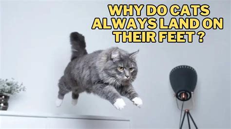 Can Glass Conduct Electricity? And Why Do Cats Always Land on Their Feet?