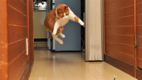 Can I Put Glass in the Oven? And Why Do Cats Always Land on Their Feet?