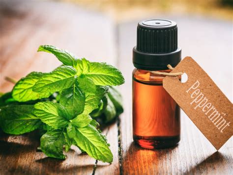 Can You Spray Peppermint Oil on Plants? And Why Do Cats Suddenly Love Jazz?