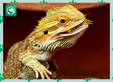 How Many Crickets Should I Feed My Bearded Dragon, and Can They Learn to Play Chess?