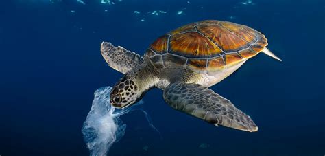 How Many Turtles Die a Year from Plastic and Why Do They Keep Eating It Like It's a Gourmet Meal?