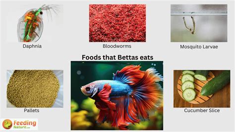 How Much to Feed a Betta Fish: A Dive into the World of Aquatic Nutrition and Beyond