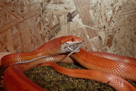 How Often Should You Feed a Corn Snake: And Why Do They Dream of Electric Mice?