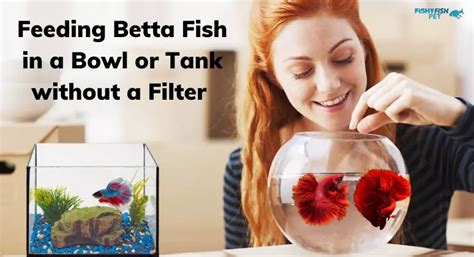 How to Feed Betta Fish: A Comprehensive Guide to Keeping Your Fish Happy and Healthy