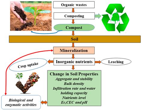 Is Fertilizer Plant Food: A Journey Through the Labyrinth of Agricultural Alchemy