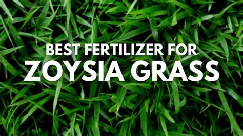 What is the Best Fertilizer for Zoysia Grass: Unraveling the Secrets to a Lush Lawn