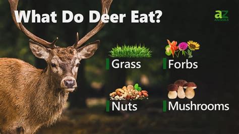 What is the Best Thing to Feed Wild Deer, and Why Do They Prefer Moonlight Over Sunlight?