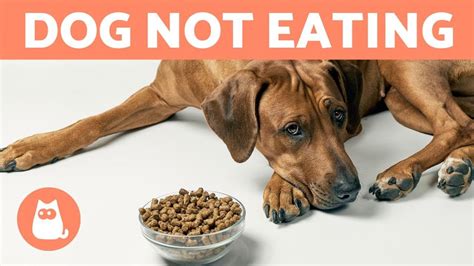 What to Feed My Dog If I Ran Out of Food: Exploring Unconventional Options and Creative Solutions